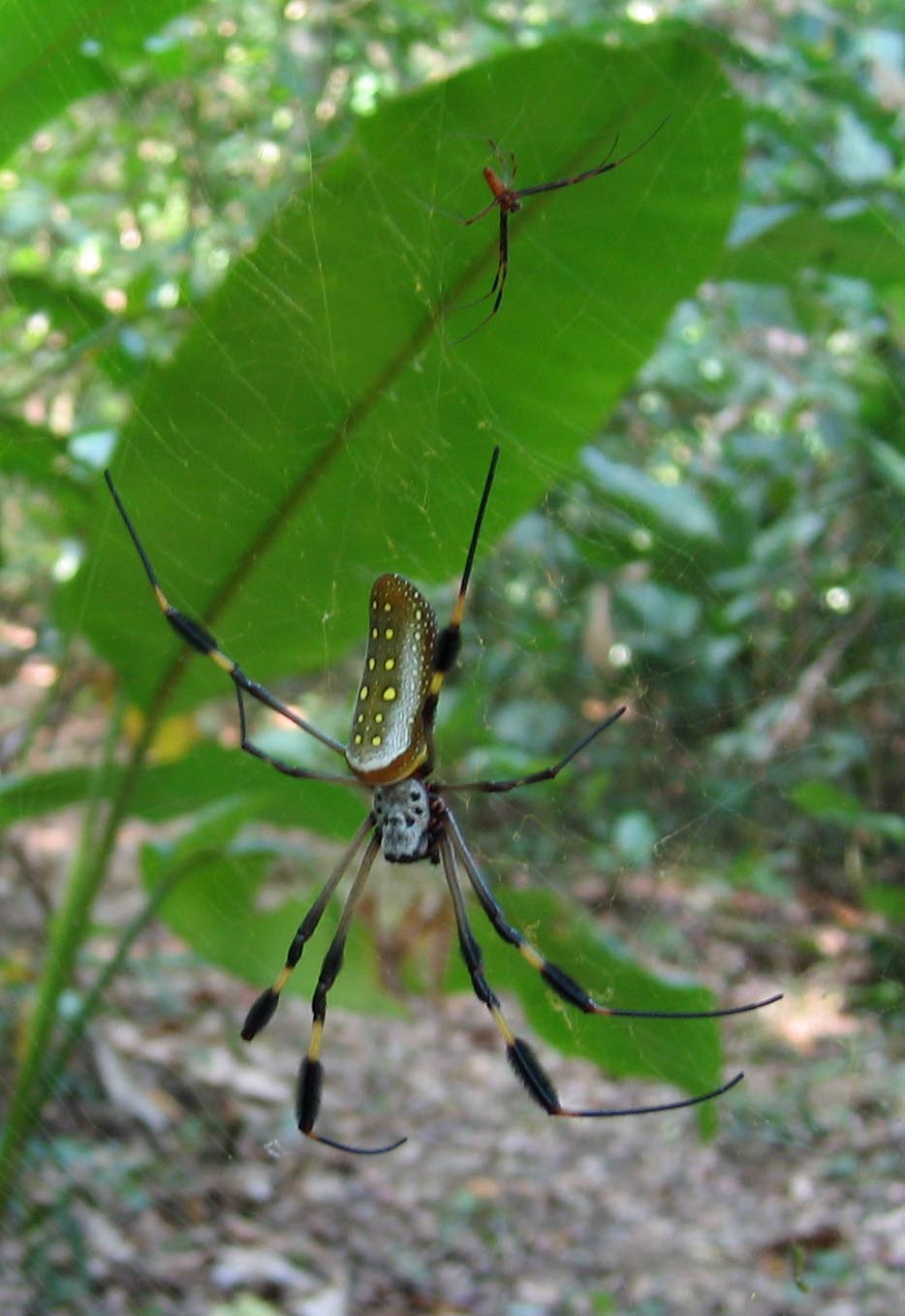 American golden orb weaver (Trichonephila clavipes)