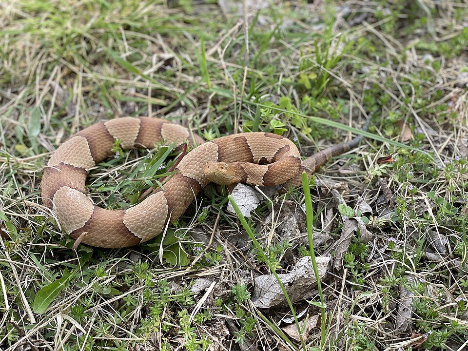 Broad-banded copperhead (Agkistrodon laticinctus)