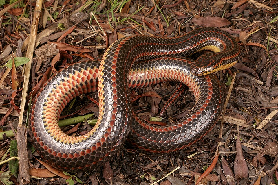 Rainbow snake (Farancia erytrogramma)