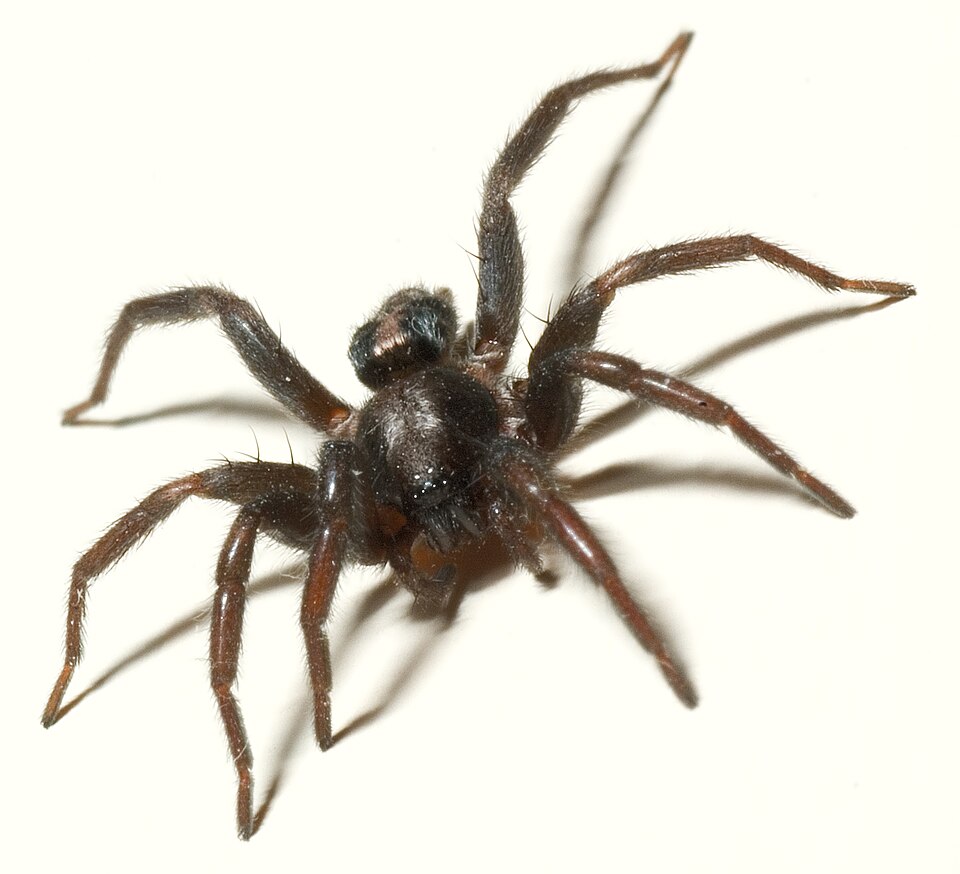 Parson spider (Herpyllus ecclesiasticus)