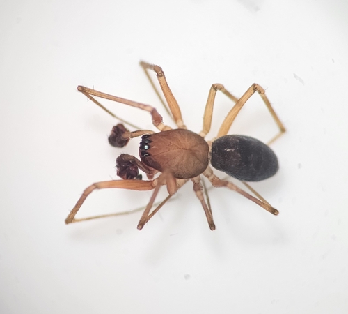 Pale sheetweb weaver (Bathyphantes pallidus)