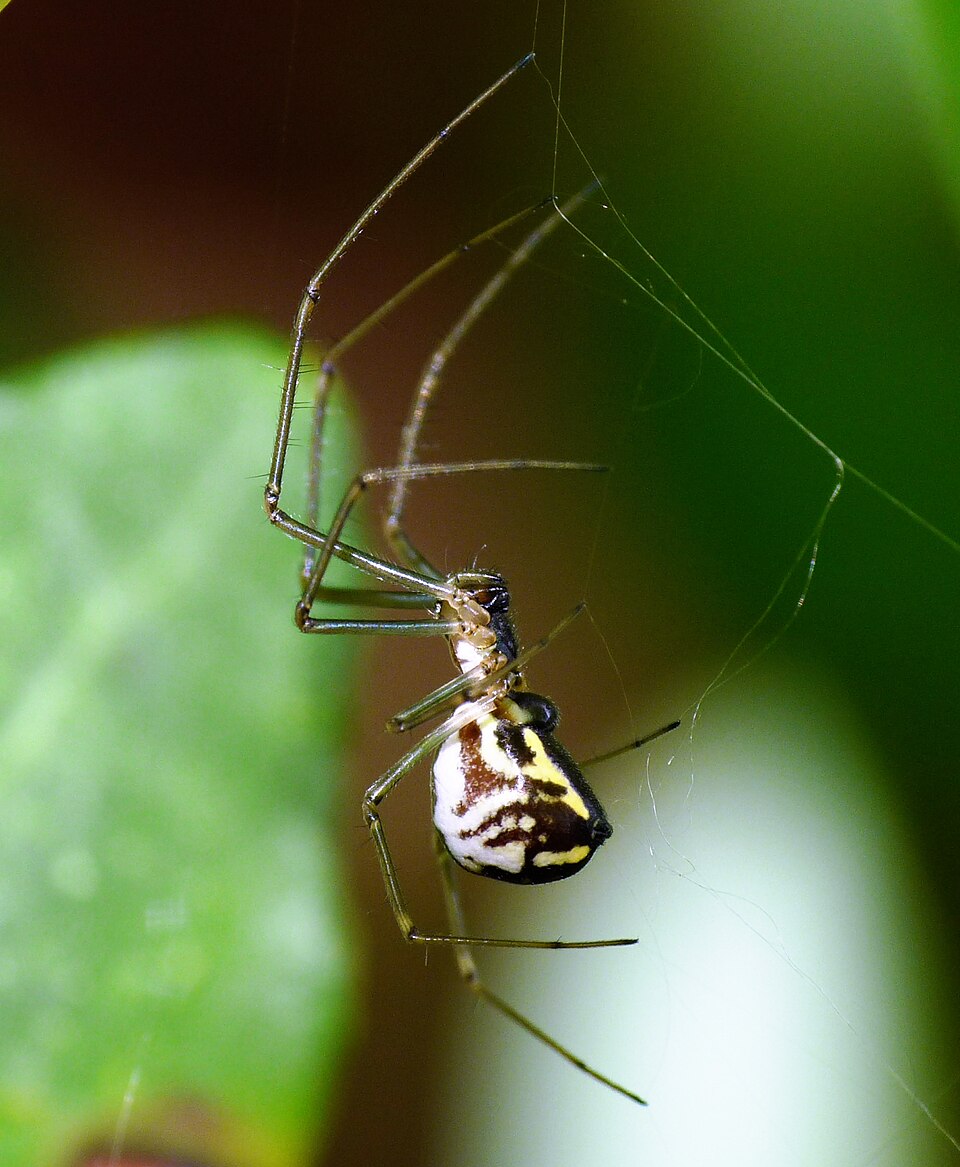 Filmy dome spider (Neriene radiata)