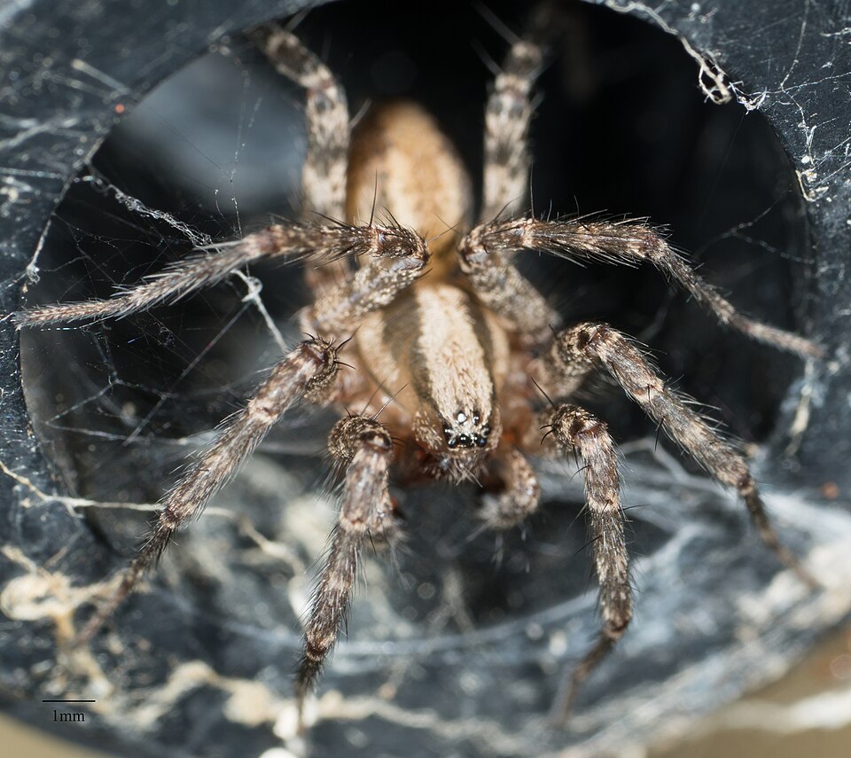 Corner funnel weaver (Hololena curta)
