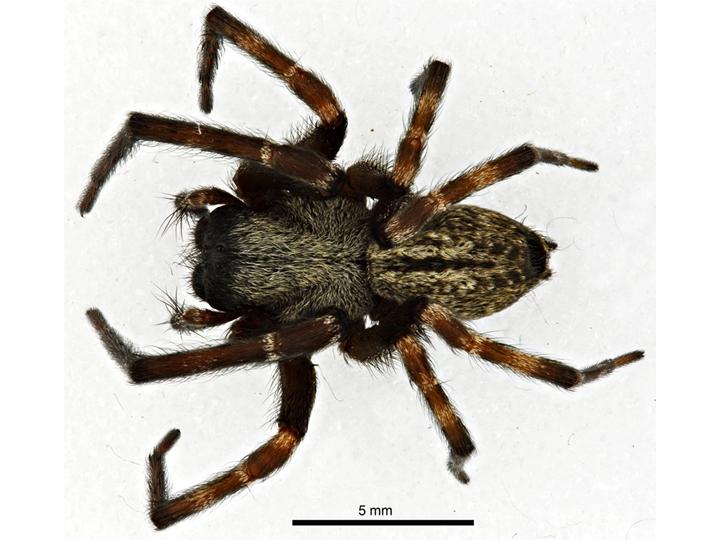 Gray house spider (Badumna longinqua)