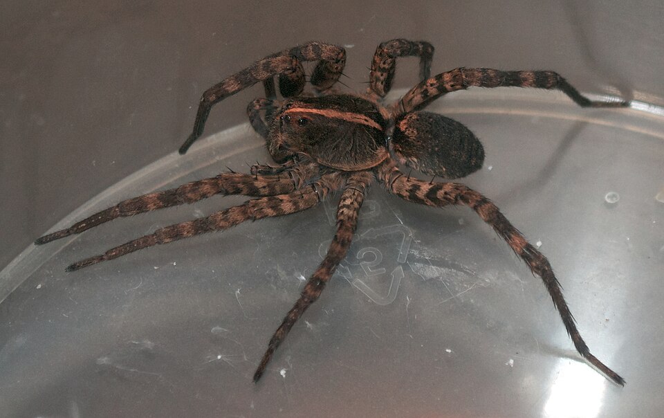 Carolina wolf spider (Hogna carolinensis)