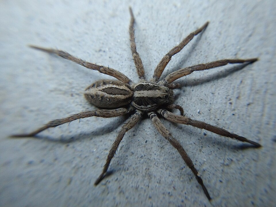 McCook's split wolf spider (Schizocosa mccooki)