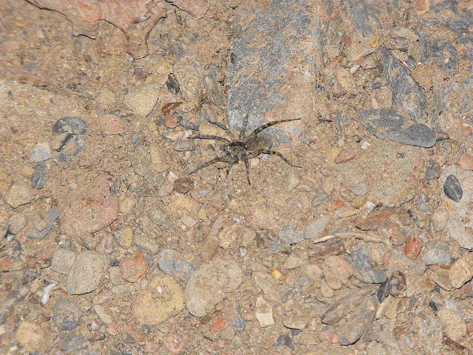Shoreline wolf spider (Arctosa littoralis)