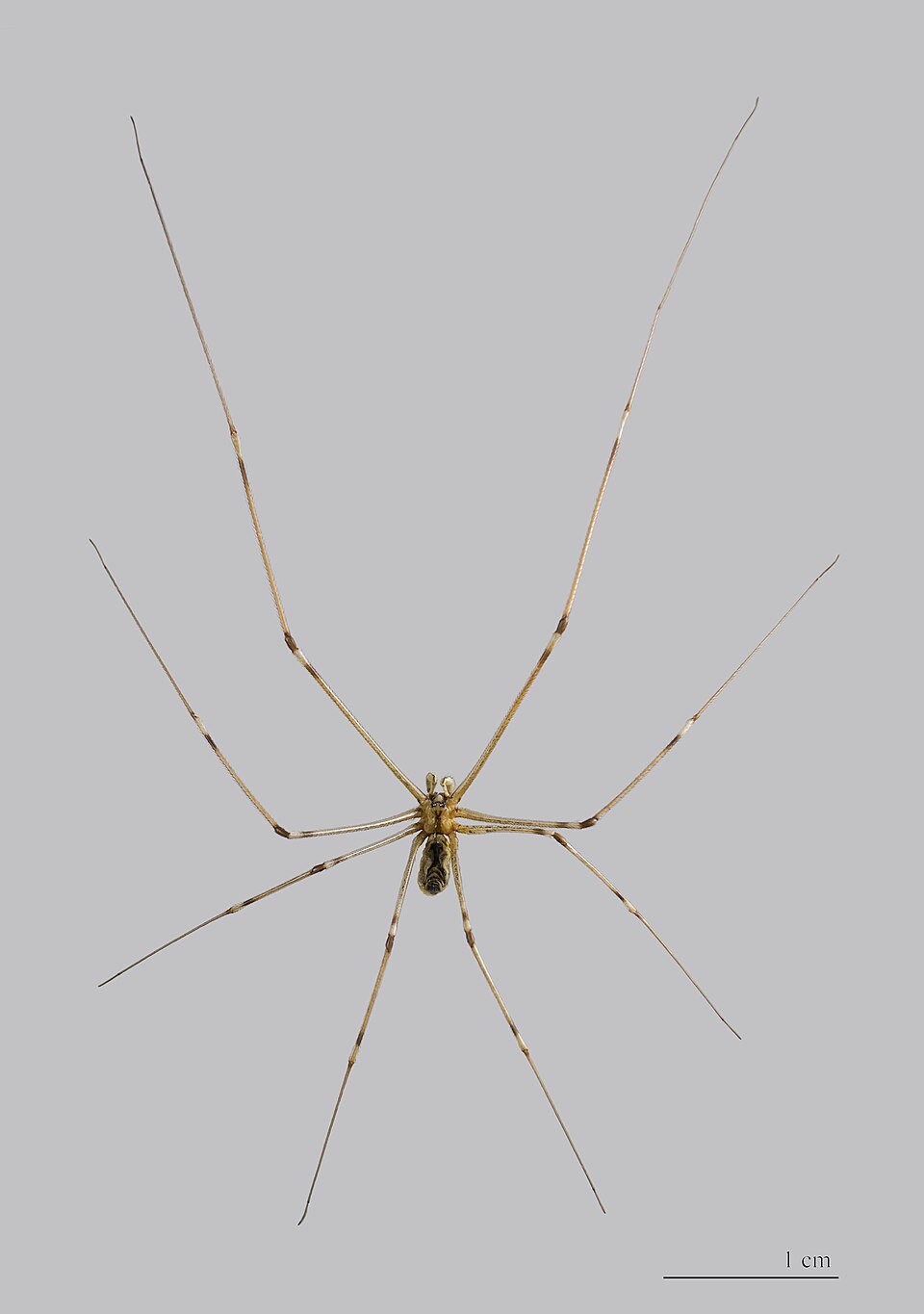 Marbled cellar spider (Holocnemus pluchei)