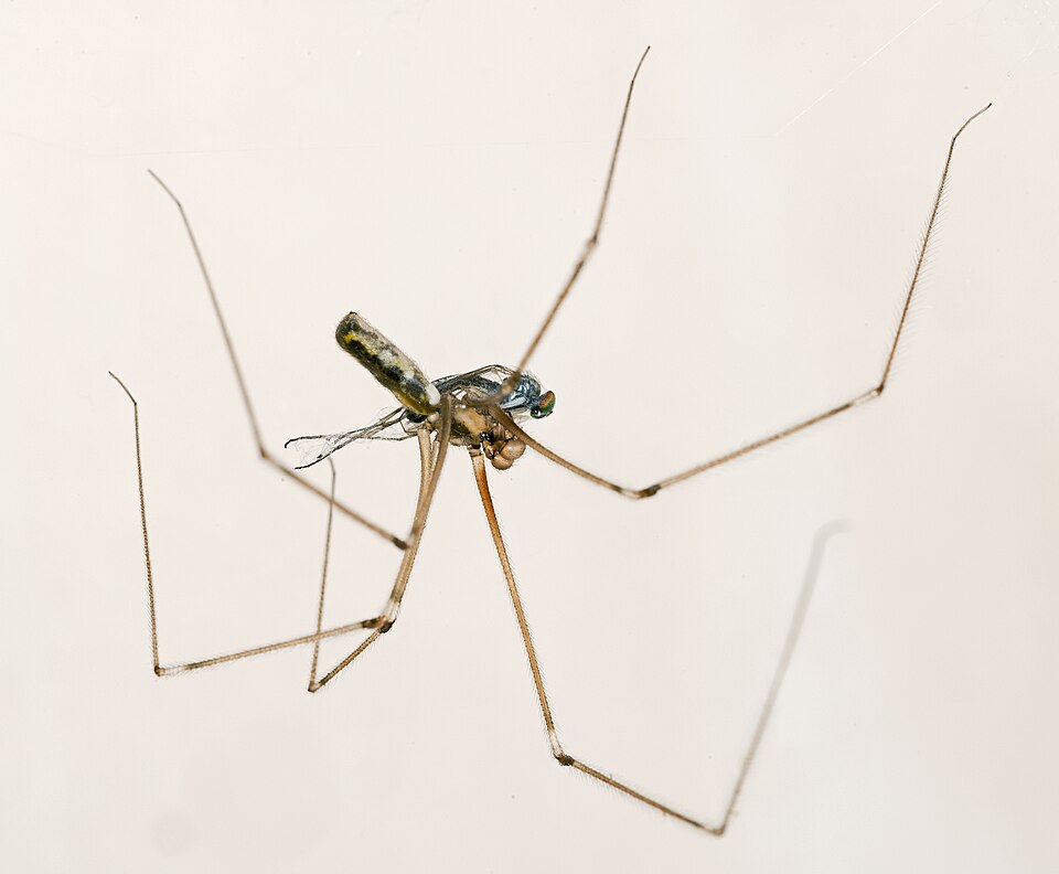 Longbodied cellar spider (Pholcus phalangioides)