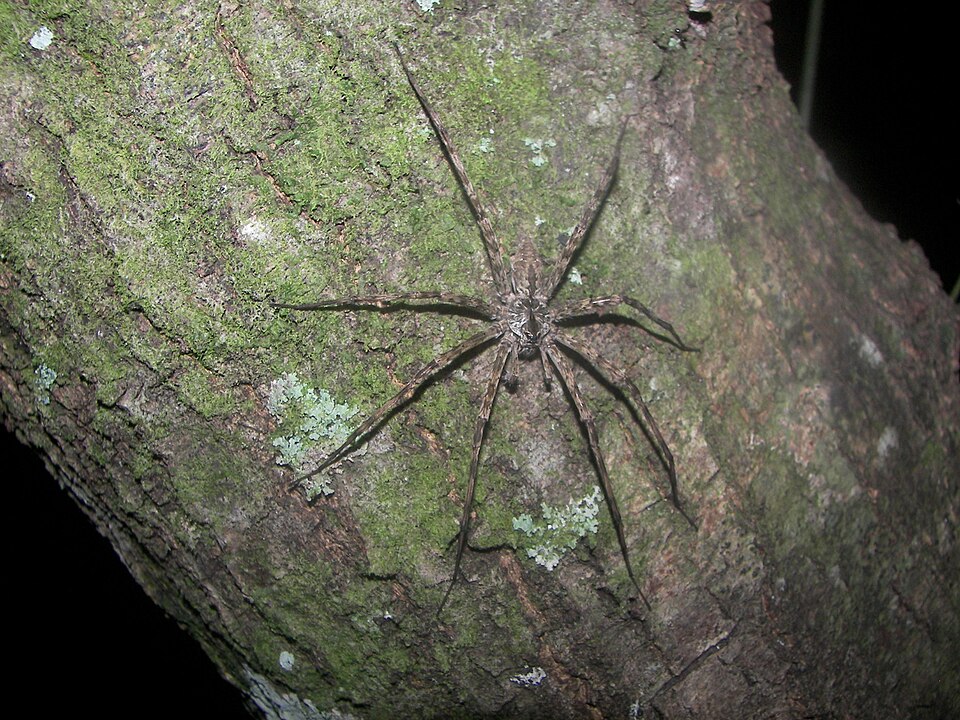 White-banded fishing spider (Dolomedes albineus)