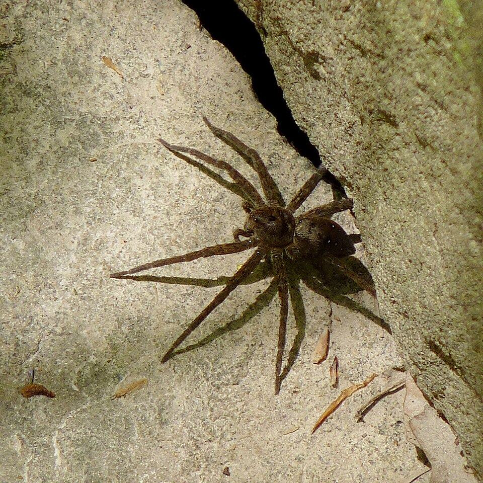 Banded fishing spider (Dolomedes vittatus)