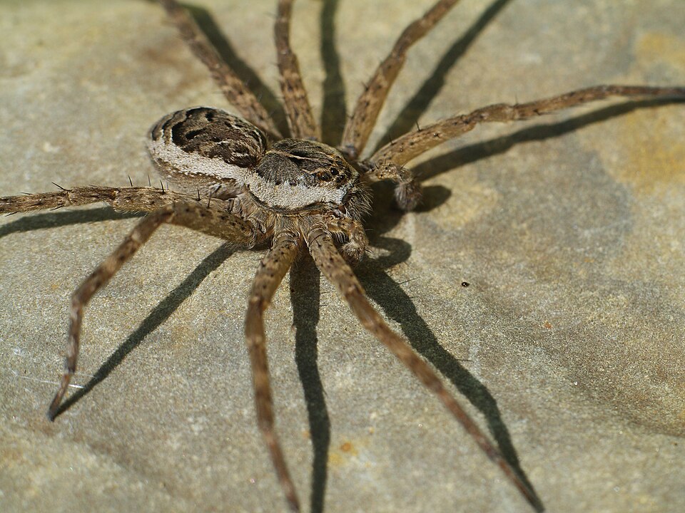 Dock spider (Dolomedes scriptus)