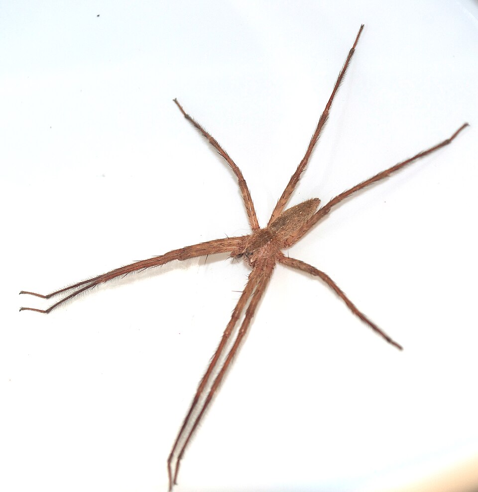 Nursery web spider (Pisaurina mira)