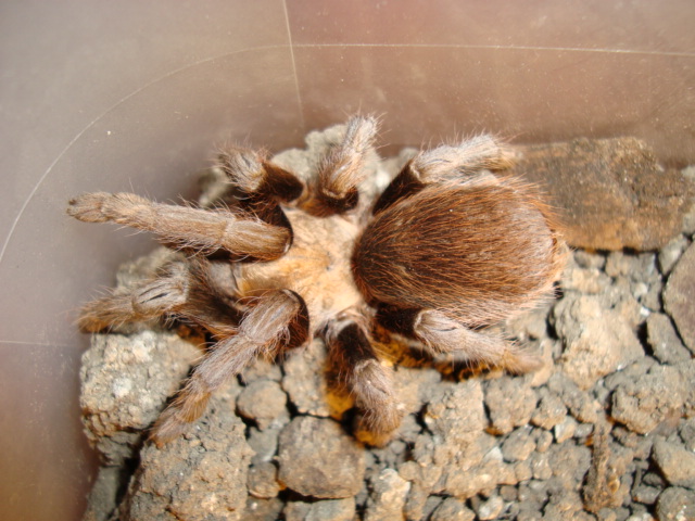 Texas brown tarantula (Aphonopelma hentzi)