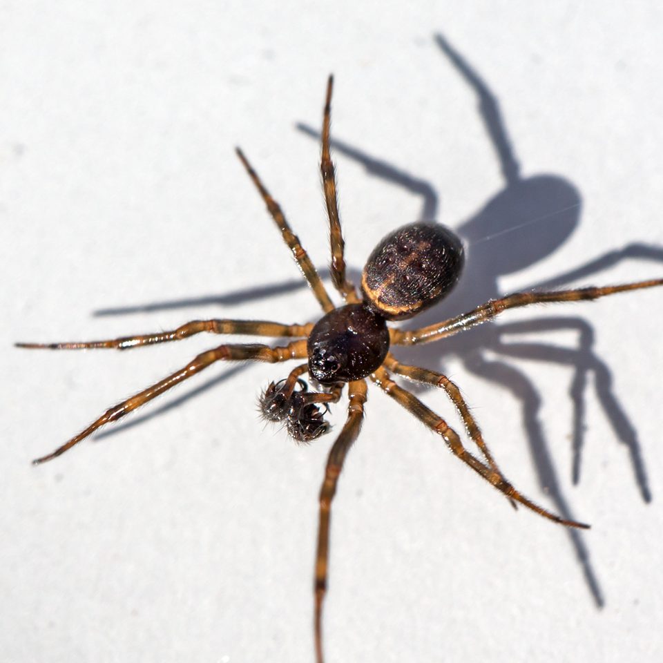 Boreal combfoot (Steatoda borealis)