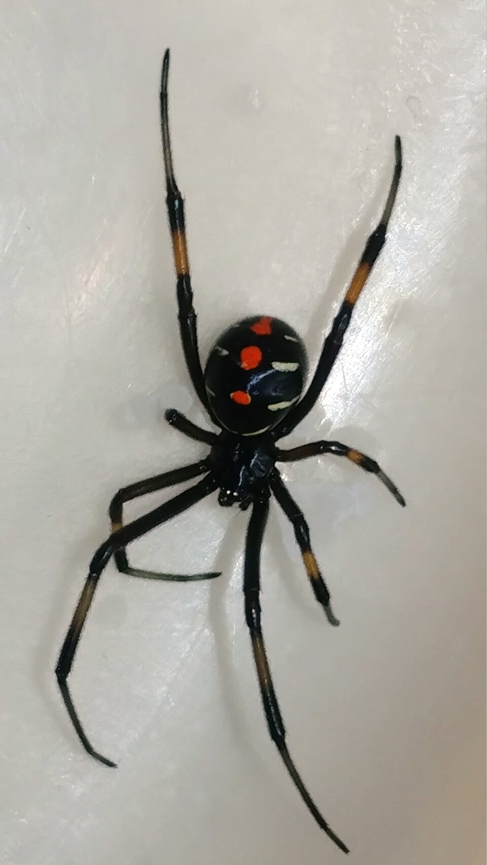 Southern black widow (Latrodectus mactans)