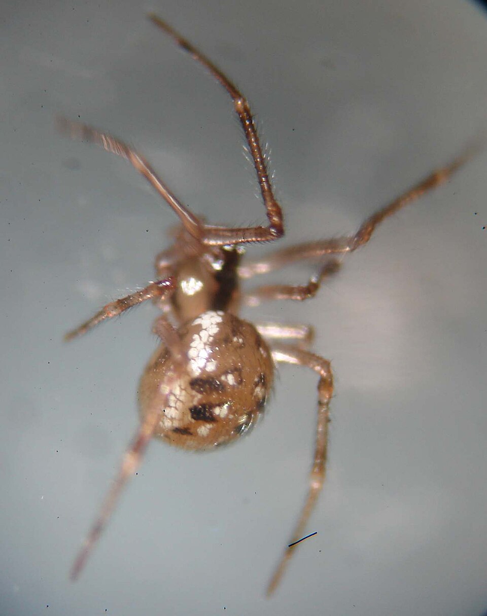 Common six-spotted cobweaver (Rugathodes sexpunctatus)