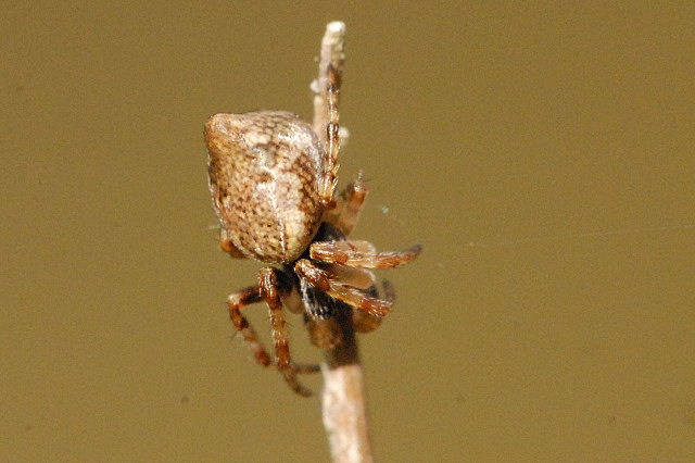 Cone-shaped orbweaver (Cyclosa conica)