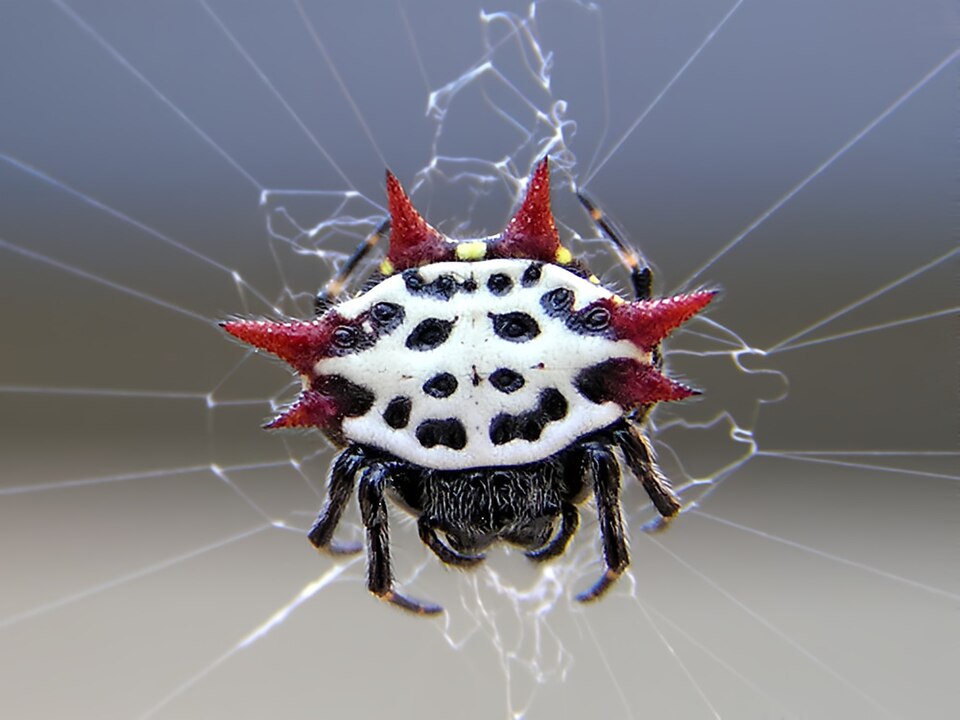Spiny-backed orbweaver (Gasteracantha cancriformis)