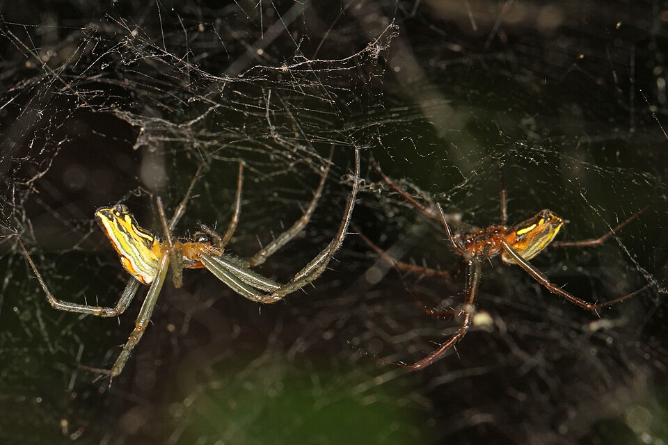 Basilica orbweaver (Mecynogea lemniscata)