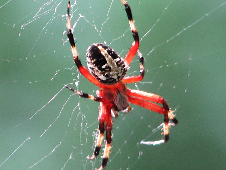 Red-femured spotted orbweaver (Neoscona domiciliorum)