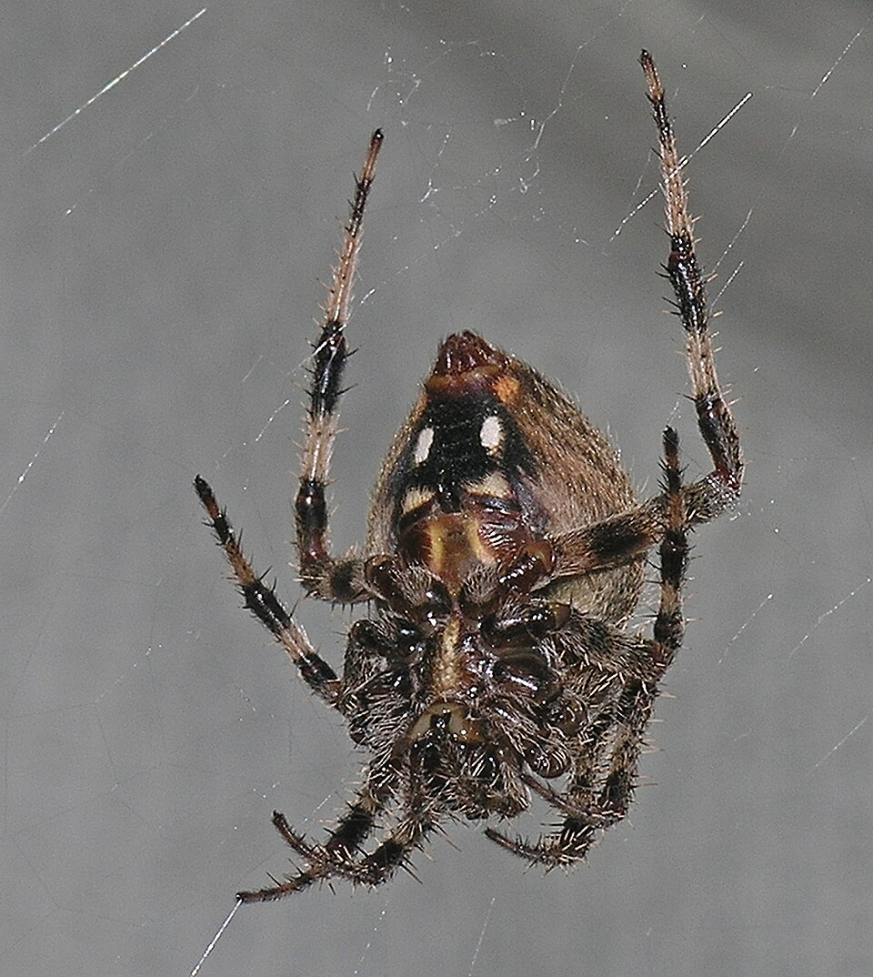 Spotted orbweaver (Neoscona crucifera)