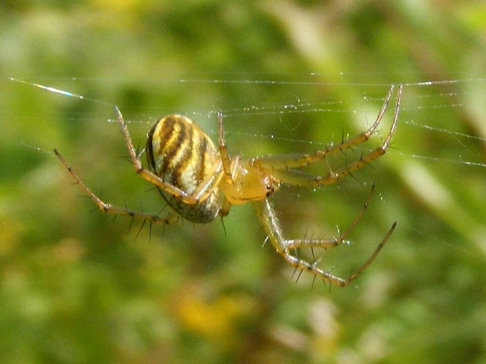 Lined orbweaver (Mangora gibberosa)