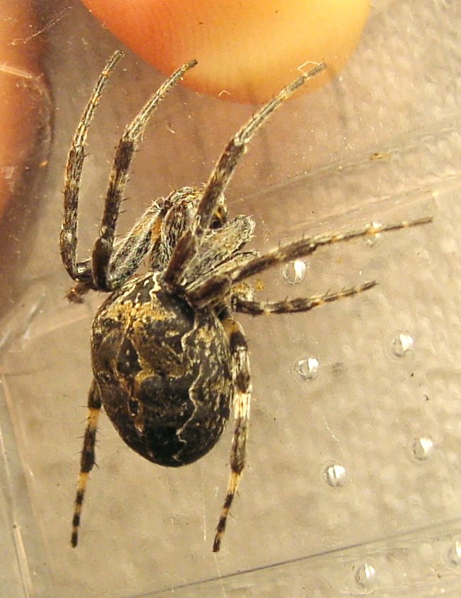 Bridge orbweaver (Larinioides sclopetarius)