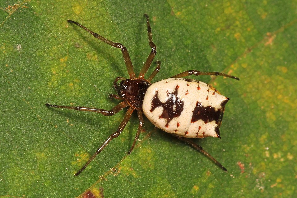 White micrathena (Micrathena mitrata)