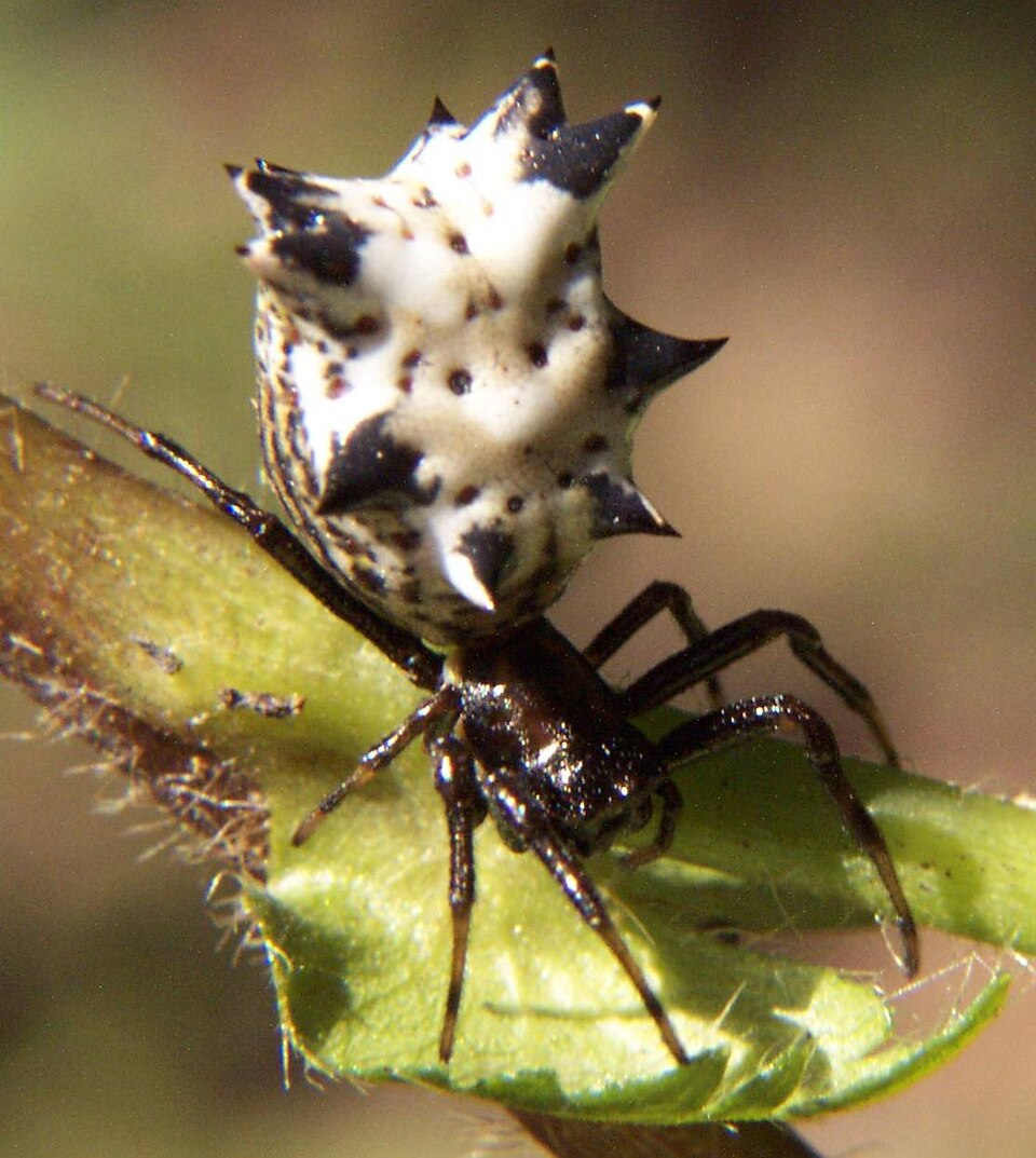 Spined micrathena (Micrathena gracilis)