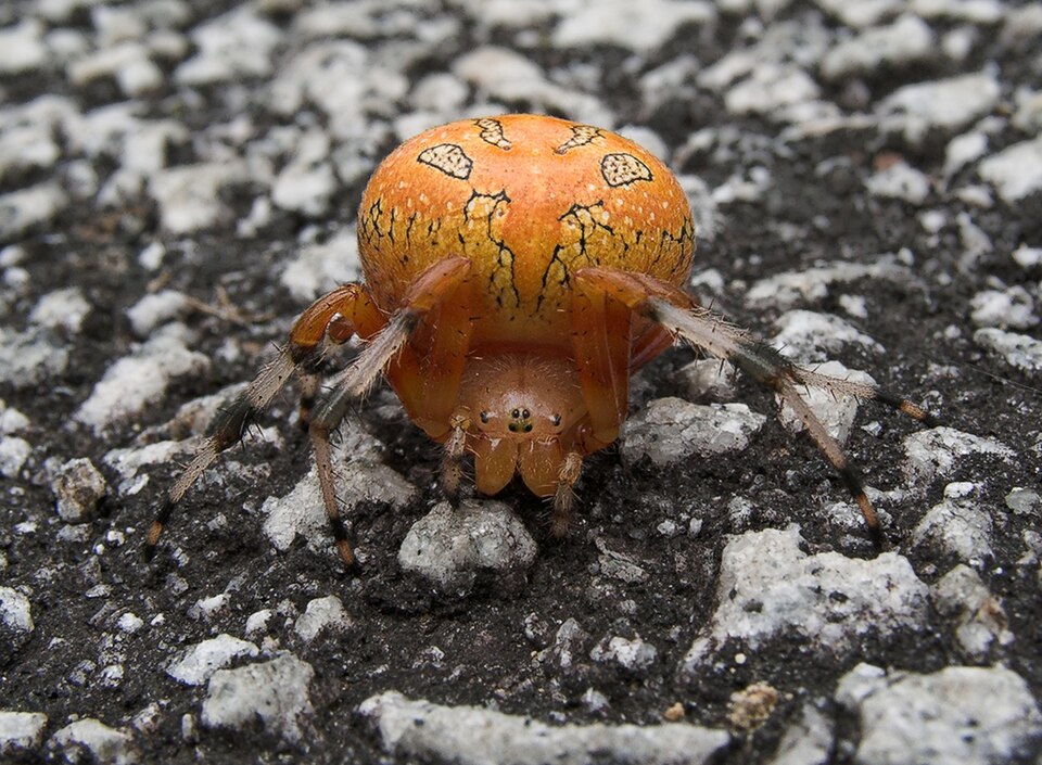 Marbled orbweaver (Araneus marmoreus)