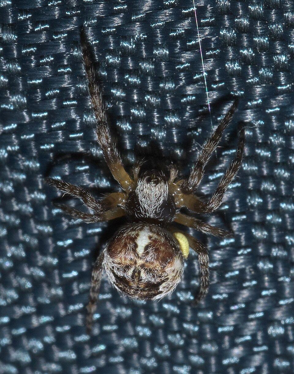 Giant lichen orbweaver (Araneus bicentenarius)