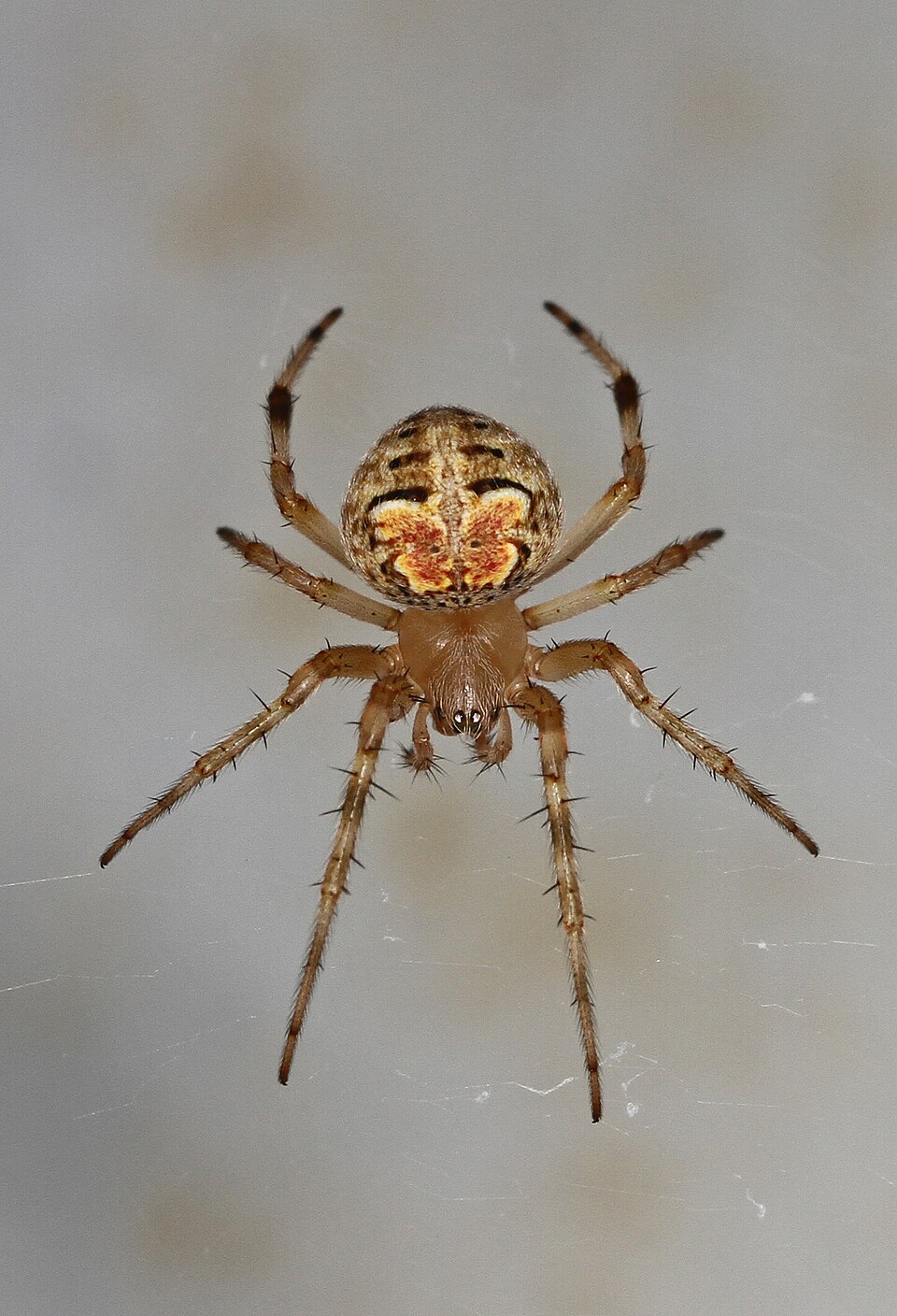Butterfly orbweaver (Araneus pegnia)