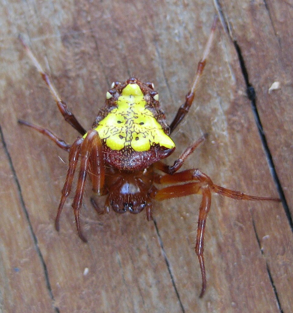 Arrowhead orbweaver (Verrucosa arenata)