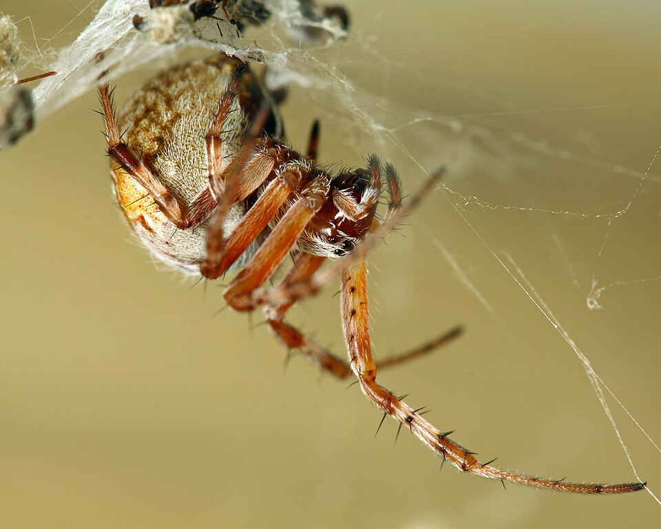 Labyrinth orbweaver (Metepeira labyrinthea)