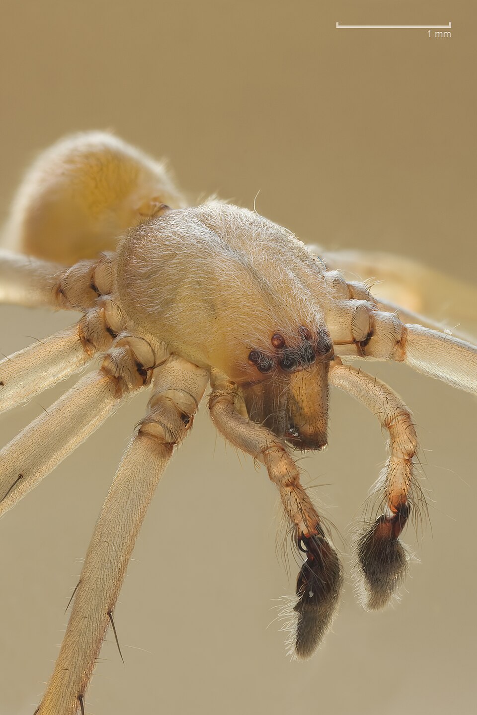 Northern yellow sac spider (Cheiracanthium mildei)