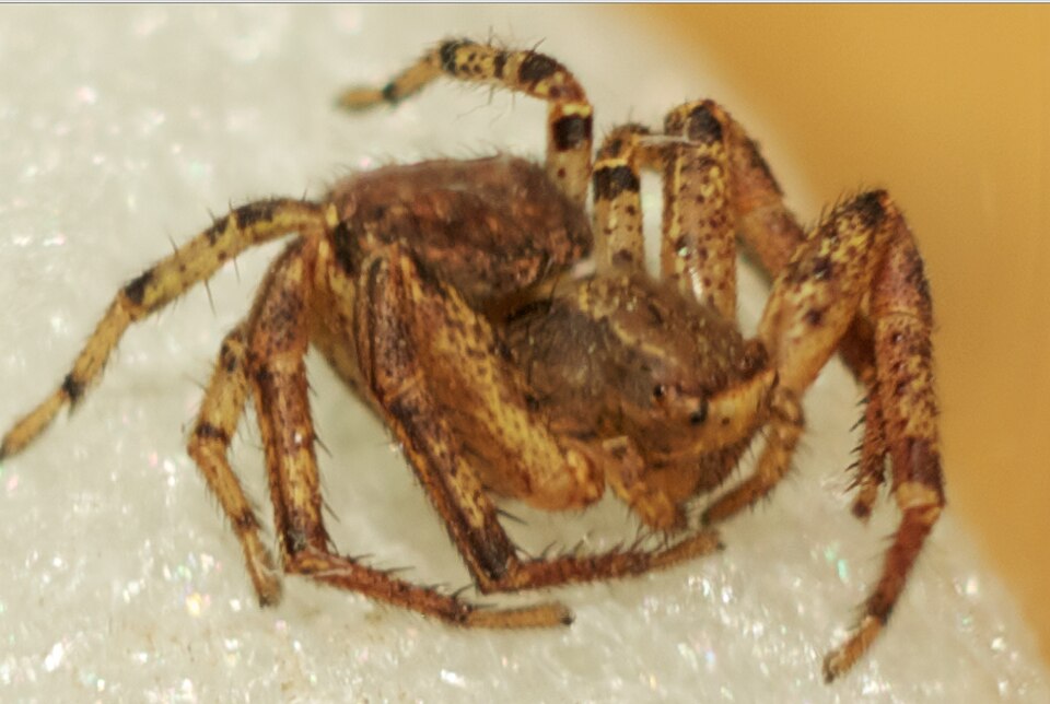 Tan crab spider (Xysticus ferox)