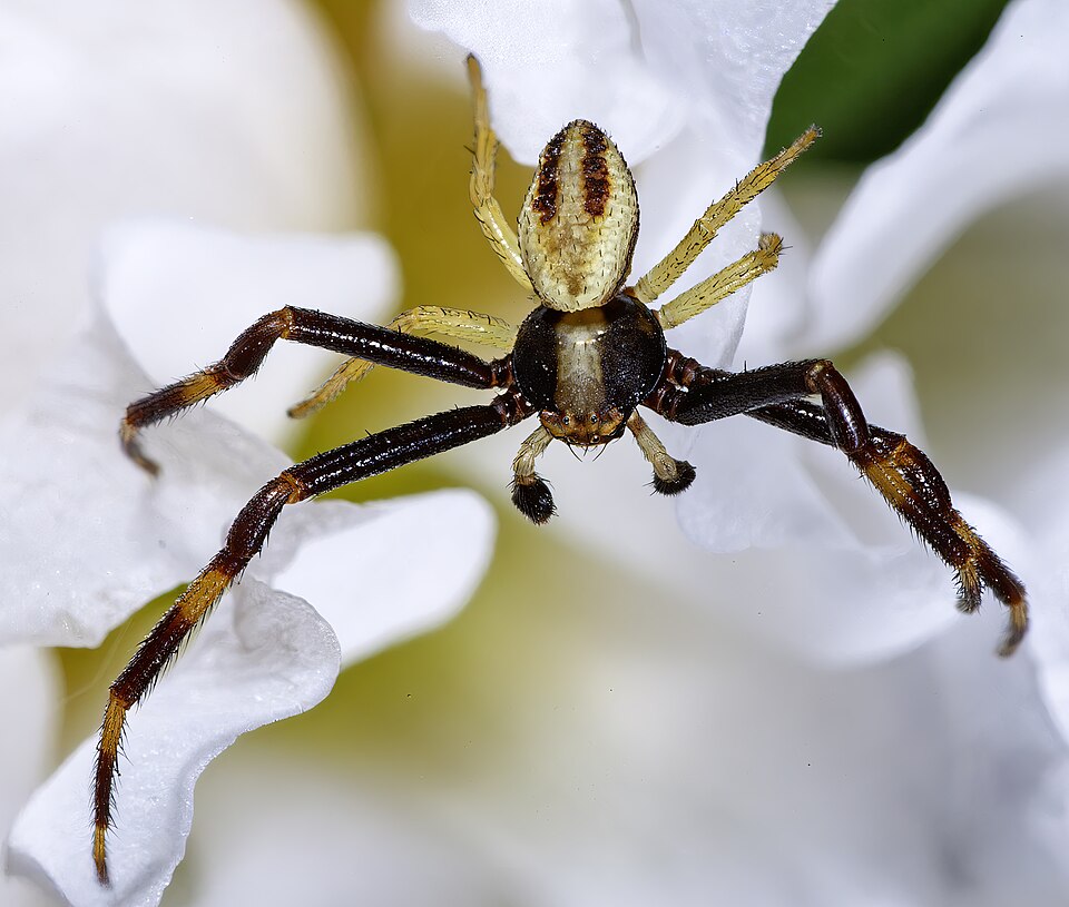 Goldenrod crab spider (Misumena vatia)