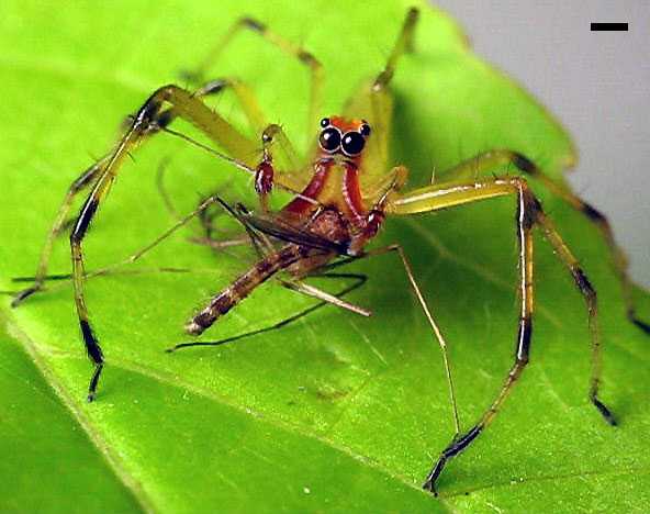 Magnolia green jumper (Lyssomanes viridis)