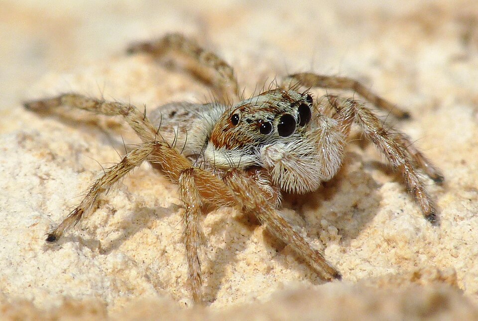 Half-edged wall jumping spider (Menemerus semilimbatus)