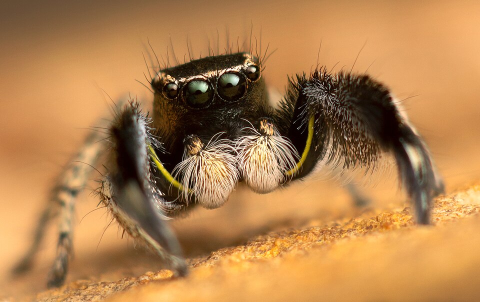 Hirsute paradise spider (Habronattus hirsutus)