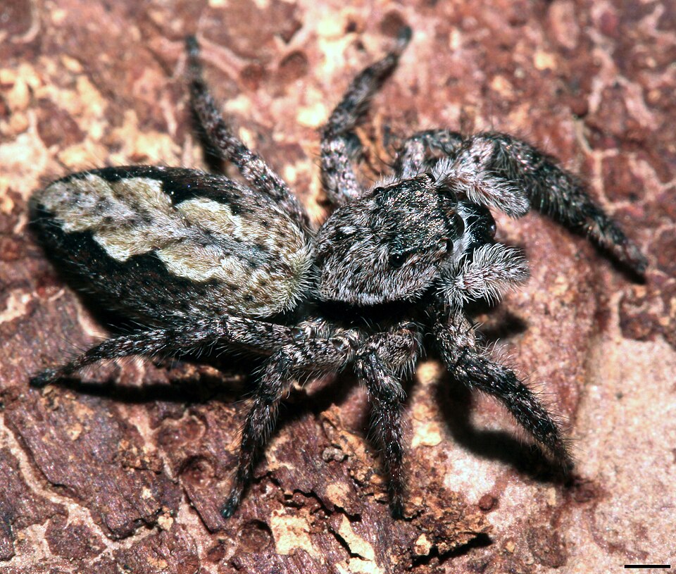 Familiar jumping spider (Platycryptus undatus)