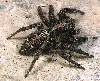 Pantropical jumper (Plexippus paykulli)