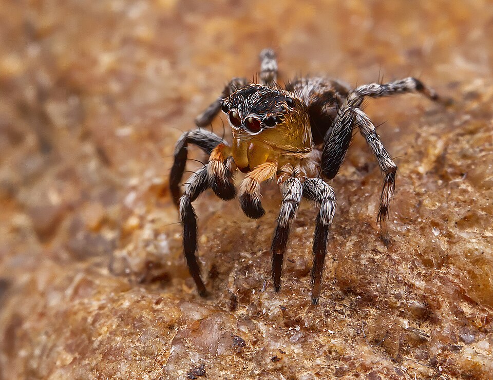 Flea jumping spider (Naphrys pulex)