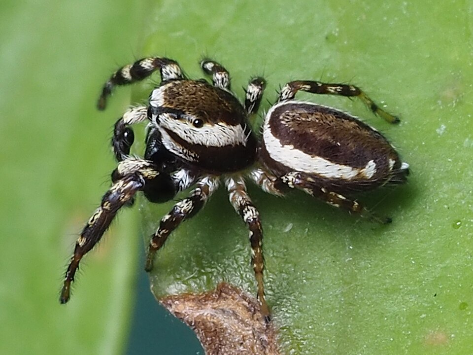 Common white-cheeked jumping spider (Pelegrina proterva)