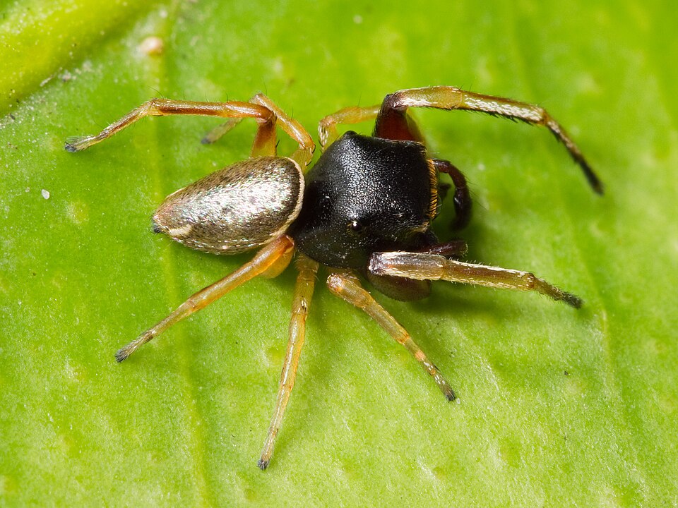 Hammerjawed jumper (Zygoballus rufipes)