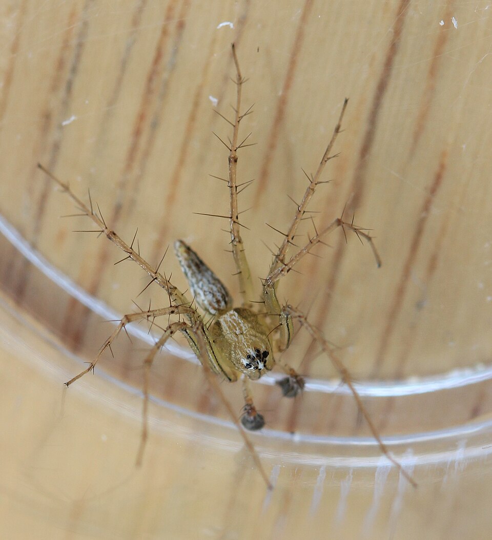 Striped lynx spider (Oxyopes salticus)