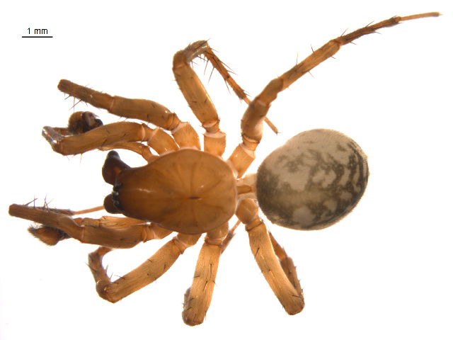 Common west coast woodland spider (Cybaeus reticulatus)
