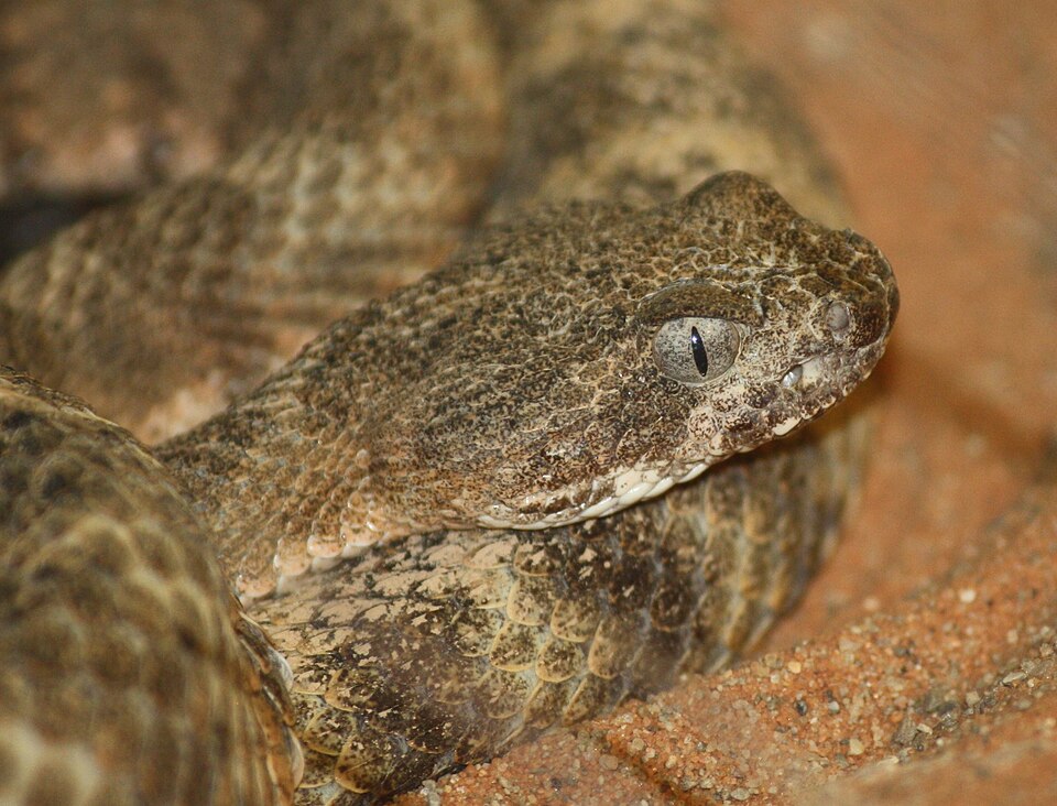 Tiger rattlesnake (Crotalus tigris)
