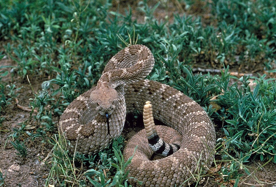 Western diamondback rattlesnake (Crotalus atrox)